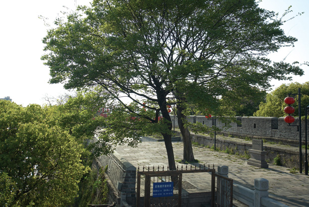 古海塘树木移植及环境整治工程